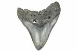 Bargain, Fossil Megalodon Tooth - South Carolina #170389-2